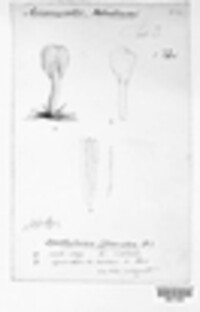 Spathularia flavida image